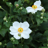 Höstanemon 'Honorine Jobert'