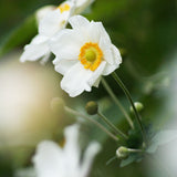 Höstanemon 'Honorine Jobert'