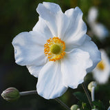 Höstanemon 'Honorine Jobert'