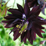 Akleja 'Black Barlow'