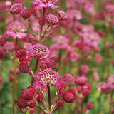 Stjärnflocka 'Star of Beauty'