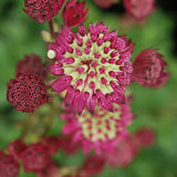 Stjärnflocka 'Star of Beauty'