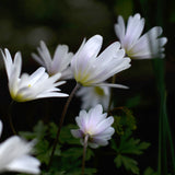Balkansippa "White Splendour"