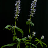 Anisört anisisop 'Blue Fortune'