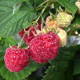 Krukhallon 'Raspberry Shortcake'