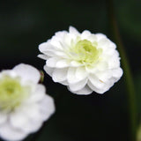 Stormhattsranunkel 'Flore Pleno'