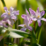 Vårstjärna 'Pink Giant'