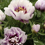 Pion (Itoh) 'Cora Louise'