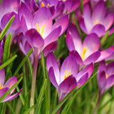 Snökrokus 'Ruby Giant'