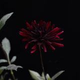 Dahlia 'Chat Noir'