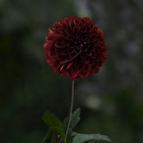 Dahlia 'Dark Spirit'