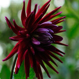 Dahlia 'Chat Noir'