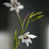 Doftlilja Gladiolus Murielae