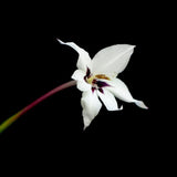 Doftlilja Gladiolus Murielae