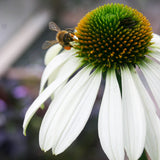 Solhatt 'Alba'