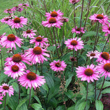 Solhatt 'Magnus'