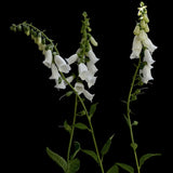 Fingerborgsblomma 'Alba'