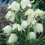 Kungsängslilja 'Alba'