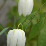Kungsängslilja 'Alba'