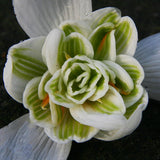 Fylld snödroppe 'Flore Pleno'
