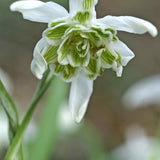 Fylld snödroppe 'Flore Pleno'