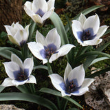 Tulpan 'Alba Coerulea Oculata'
