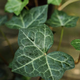 Murgröna HULDRA® E