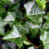 Murgröna HULDRA® E