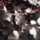 Rödbladig alunrot 'Obsidian'*