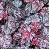 Rödbladig alunrot 'Obsidian'*