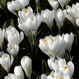 Vårkrokus 'Jeanne d'Arc'