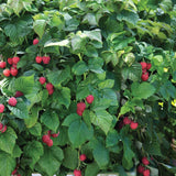 Krukhallon 'Raspberry Shortcake'