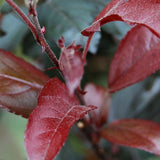 Rönnbärsapel 'Freja'