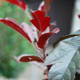 Rönnbärsapel 'Freja'