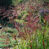 Glansmiskantus 'Malepartus'