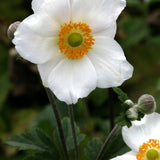 Höstanemon 'Honorine Jobert'
