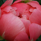 Luktpion 'Coral Charm'