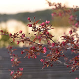 Rönnbärsapel 'Freja'