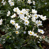 Höstanemon 'Honorine Jobert'