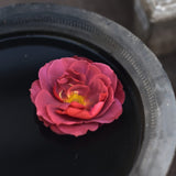 Ros Floribundaros "Hot Chocolate"