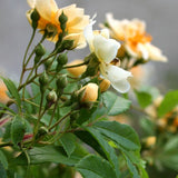 Fylld honungsros 'Hybrida'