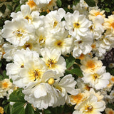 Fylld honungsros 'Hybrida'