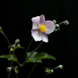 Höstanemon 'Robustissima'