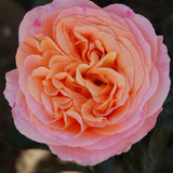 Tehybridros 'Mary Ann'