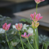 Tulpan 'Groenland'