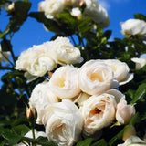 Klätterros 'Uetersener Klosterrose'