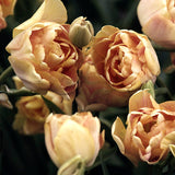Tulpan "Charming Beauty"