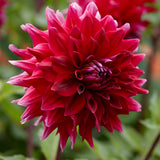 Dahlia 'Zorro'