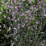 Verbena 'Bampton'