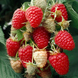 Krukhallon 'Raspberry Shortcake'